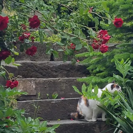 Auf-der-muehlwiese Lejlighed