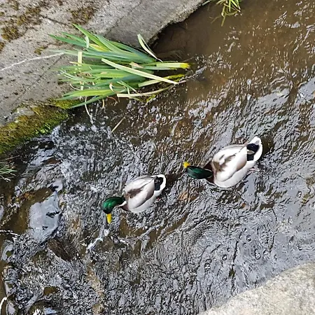 Auf-der-muehlwiese Großschönau