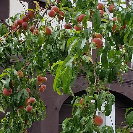 Auf-der-muehlwiese Lejlighed