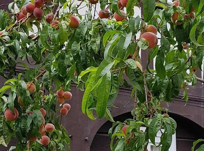 Auf-der-muehlwiese شقة